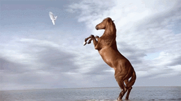Explore a Elegância em Movimento: Gifs de Cavalos que Encantam!